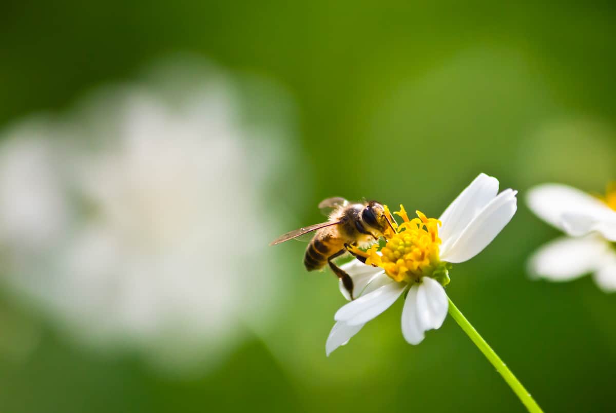 Bee on flower